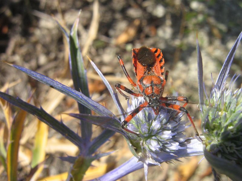 Reduviidae: Rhynocoris cf. rubricus in Romagna
